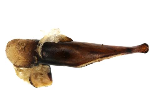 Réf. 353 232 : Harpalus rufipalpis